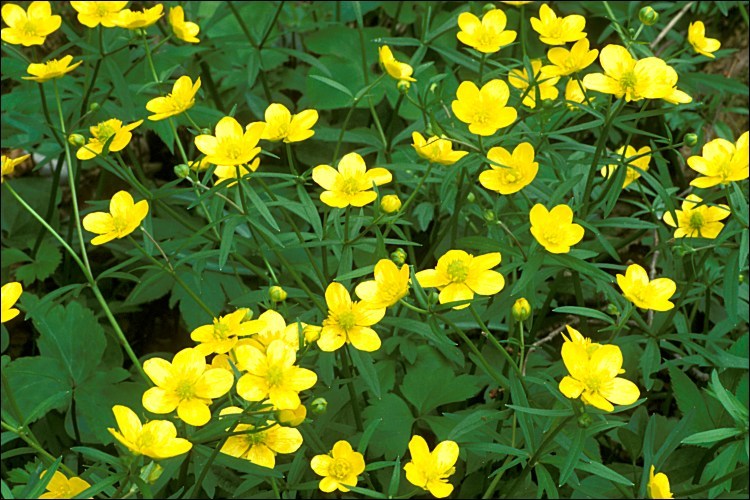 Image of Goldilocks Buttercup