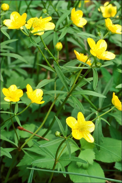 Image of Goldilocks Buttercup