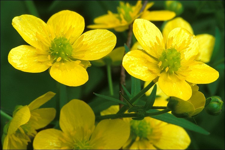 Image of Goldilocks Buttercup