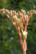 Imagem de Dudleya abramsii subsp. setchellii (Jeps.) Moran