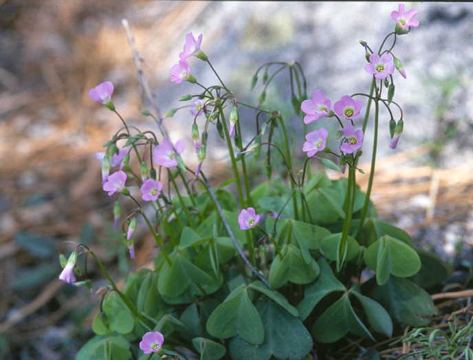 Imagem de Oxalis violacea L.