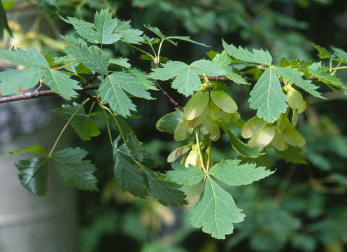 Acer glabrum Torr. resmi