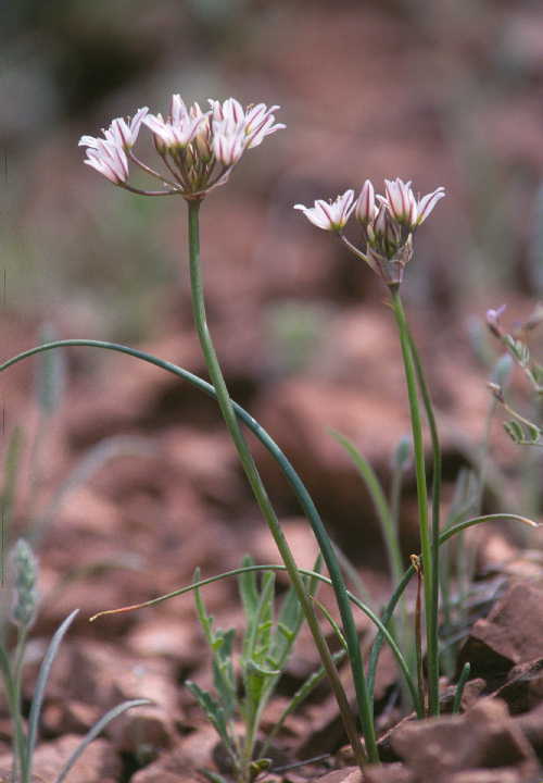 Image of largeflower onion