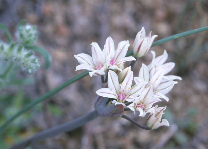 Image of largeflower onion