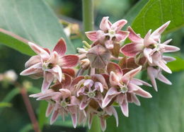 Image of showy milkweed