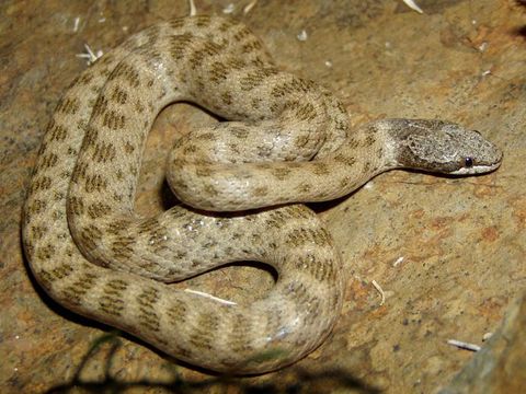 Image of Desert Night Snake