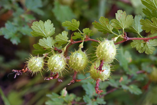 Imagem de Ribes roezlii Regel