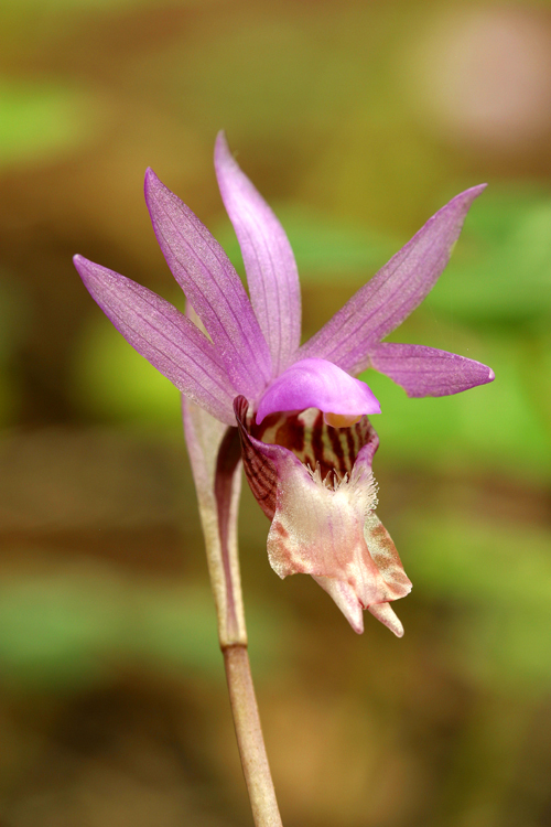 Image of Calypso orchid