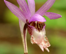 Image of Calypso orchid