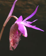 Image of Calypso orchid