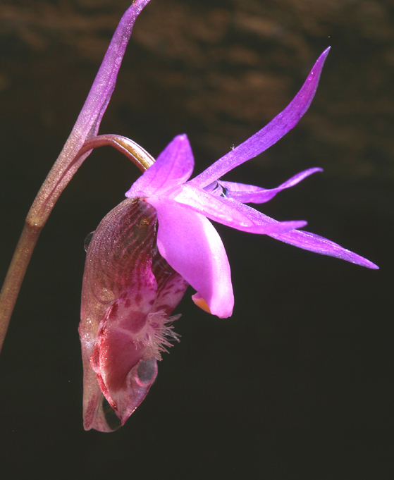 Image of Calypso orchid