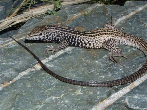 Image of Tiger Whiptail