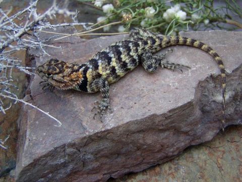 Sceloporus uniformis Phelan & Brattstrom 1955的圖片