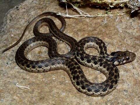 Image of Sierra Gartersnake