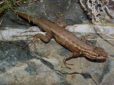 Image of Common Sagebrush Lizard