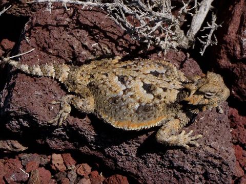 Image of Desert Horned Lizard