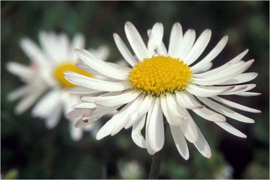 Image of Daisy