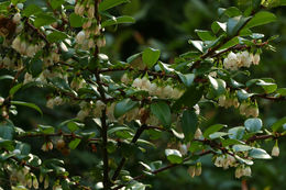 Image of evergreen huckleberry