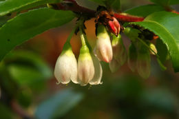 Image of evergreen huckleberry