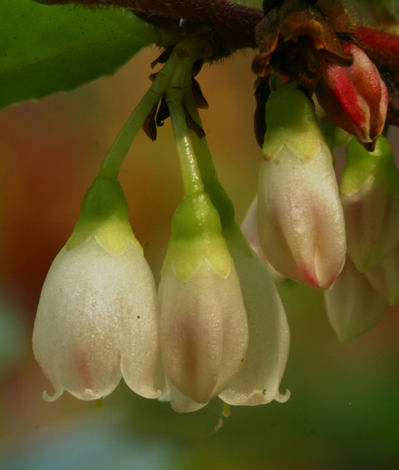 Image of evergreen huckleberry