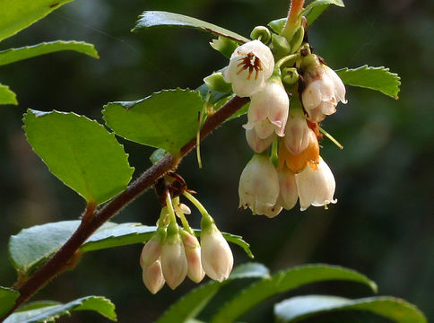 Image of evergreen huckleberry