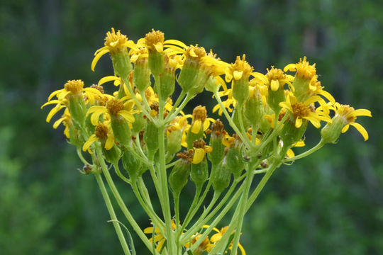 Imagem de Senecio triangularis Hook.