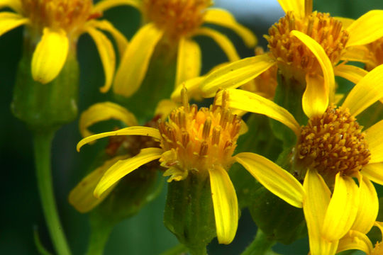 Senecio triangularis Hook.的圖片