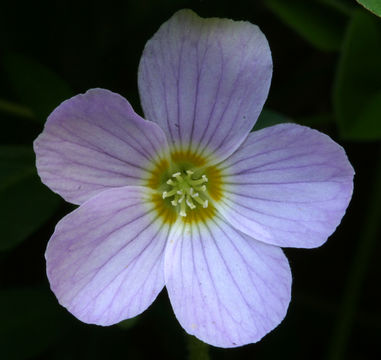 Image of redwood-sorrel