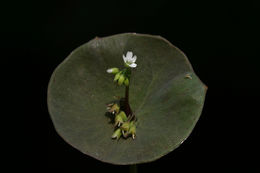 Image of Indian lettuce