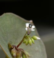 Image de claytonie perfoliée