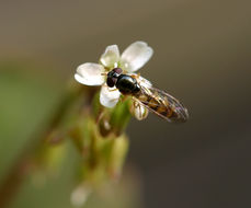 Image de claytonie perfoliée