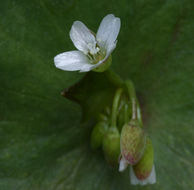 Image de claytonie perfoliée