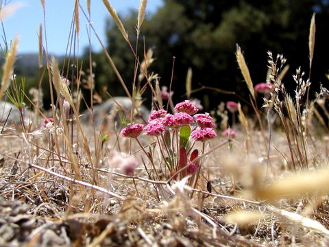 Sivun Chorizanthe douglasii Benth. kuva