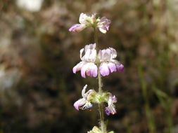 Image de Collinsia bartsiifolia var. davidsonii (Parish) Newsom