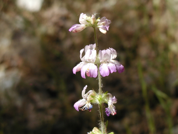 Image de Collinsia bartsiifolia var. davidsonii (Parish) Newsom