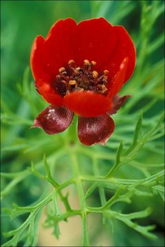 Image of <i>Adonis <i>flammea</i></i> ssp. flammea