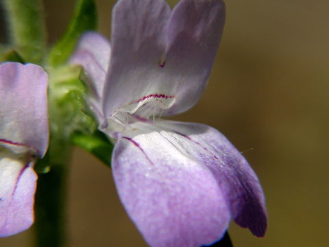 Image de Collinsia bartsiifolia var. davidsonii (Parish) Newsom