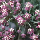 Asclepias uncialis Greene resmi