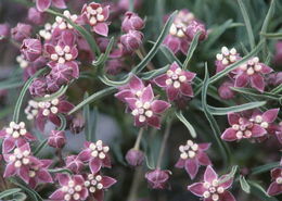 Image of wheel milkweed