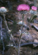 Imagem de Cirsium neomexicanum A. Gray