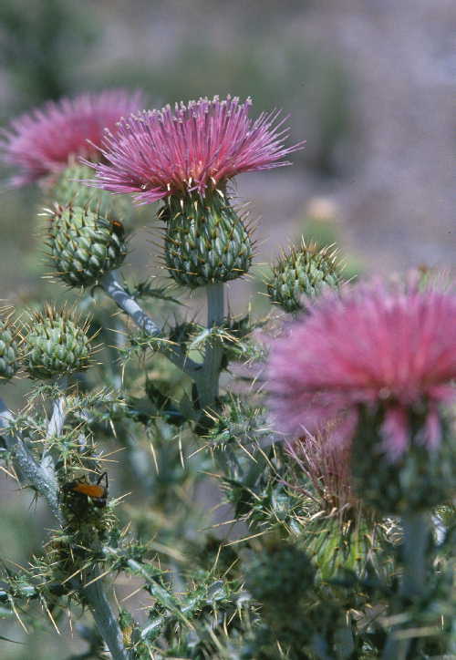 Image of yellowspine thistle