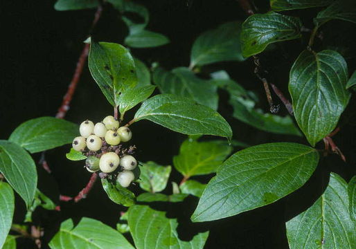 Imagem de Cornus sericea L.