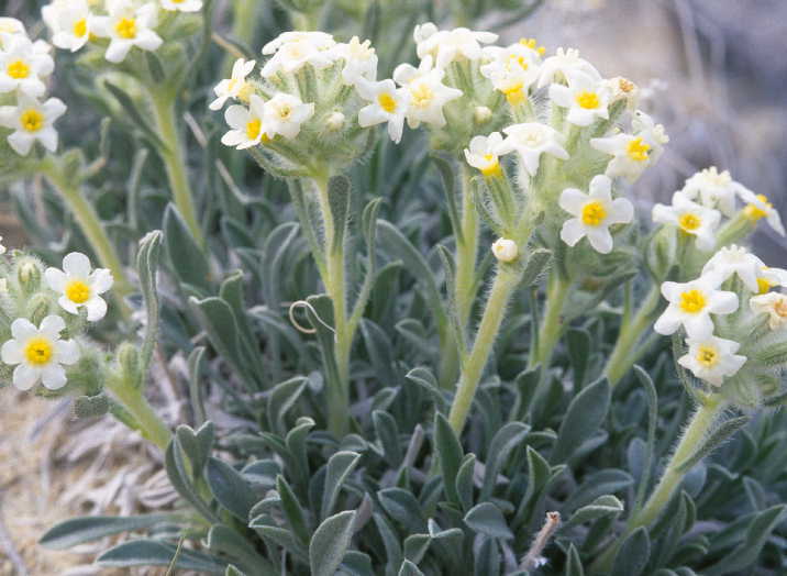 صورة <i>Cryptantha fulvocanescens</i>