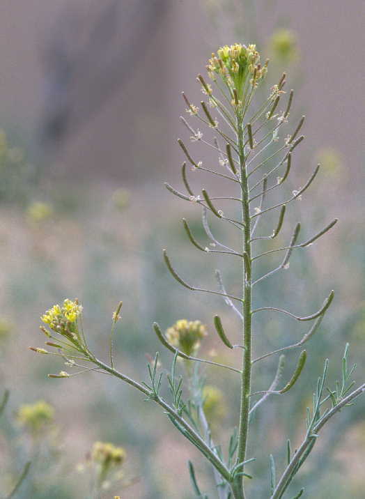 Image of western tansymustard