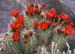 Image de Echinocereus coccineus Engelm.