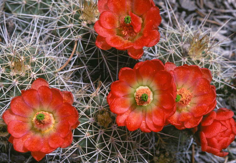 Image de Echinocereus coccineus Engelm.