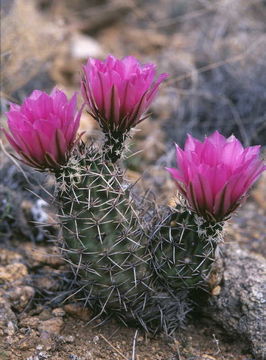 Image de Echinocereus fendleri (Engelm.) Sencke ex J. N. Haage