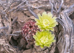 Image of Green Pitaya