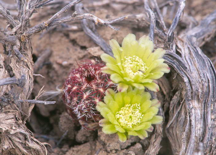 Image of Green Pitaya