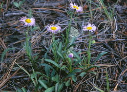 Слика од Erigeron formosissimus Greene